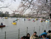 boats